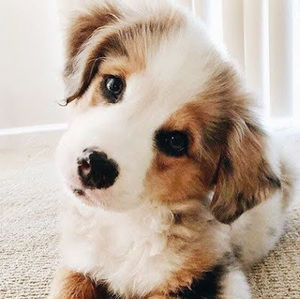 Meet your Posher, Chloe